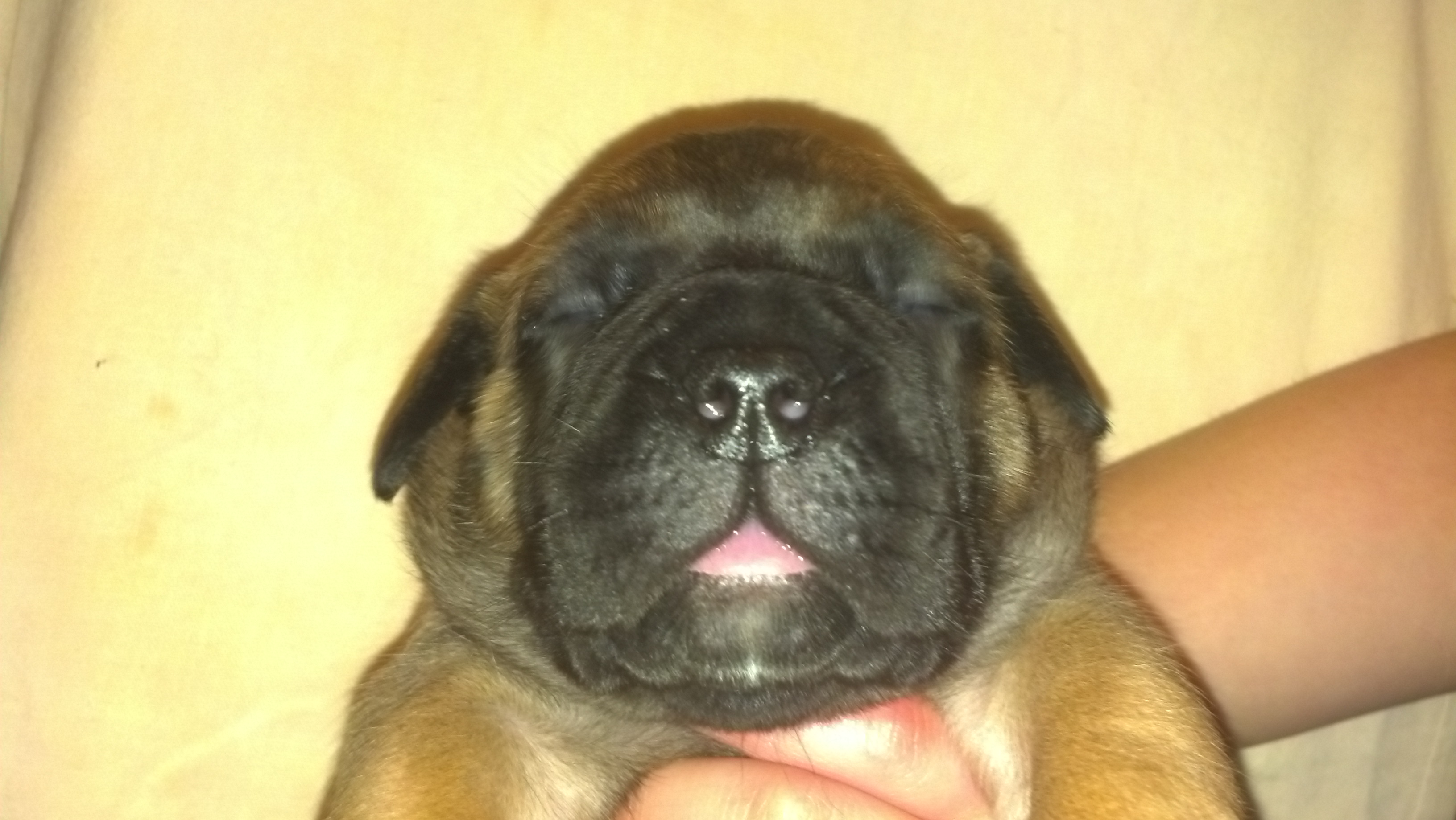 female bullmastiff puppies for sale