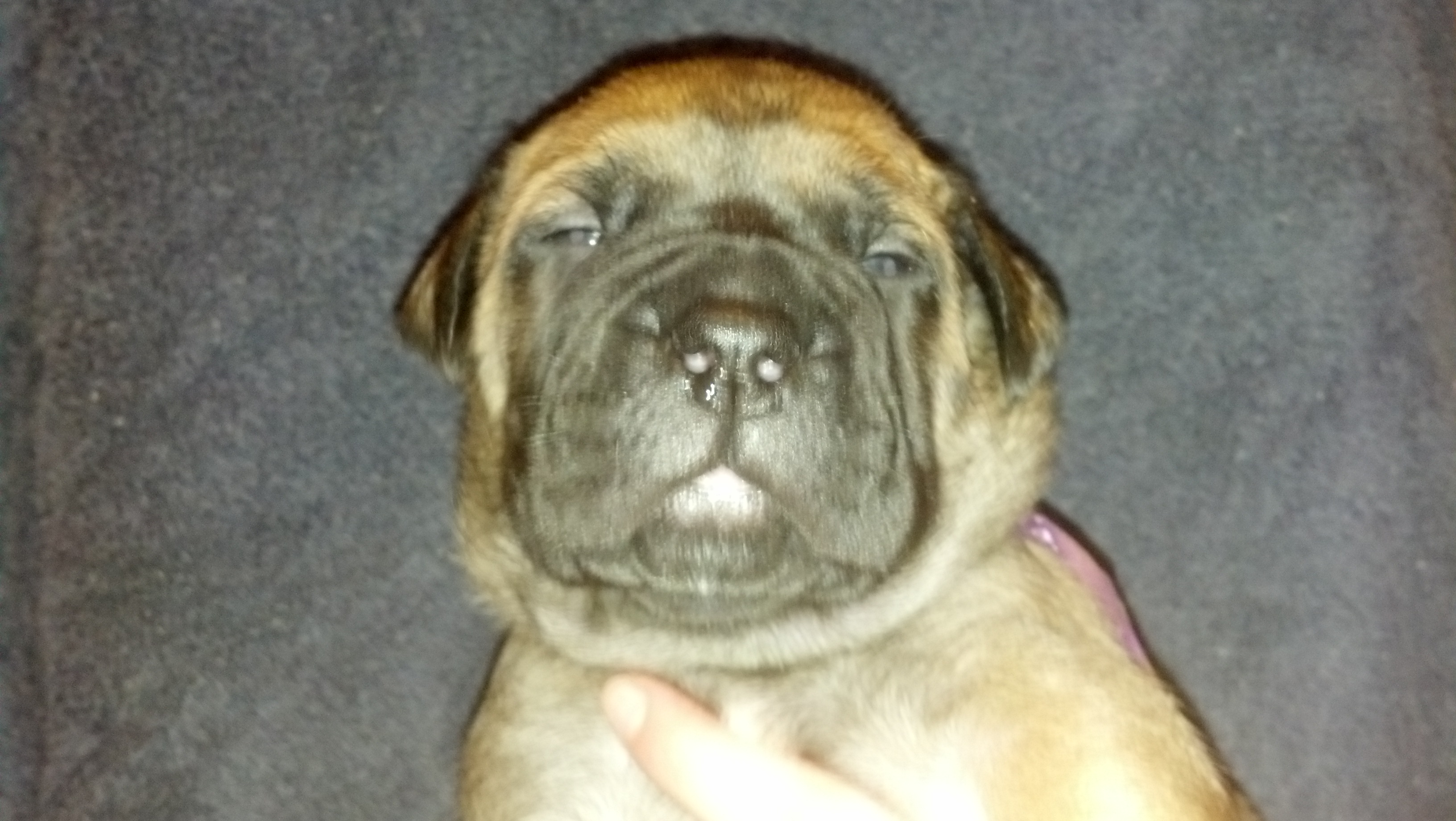 female bullmastiff puppies for sale