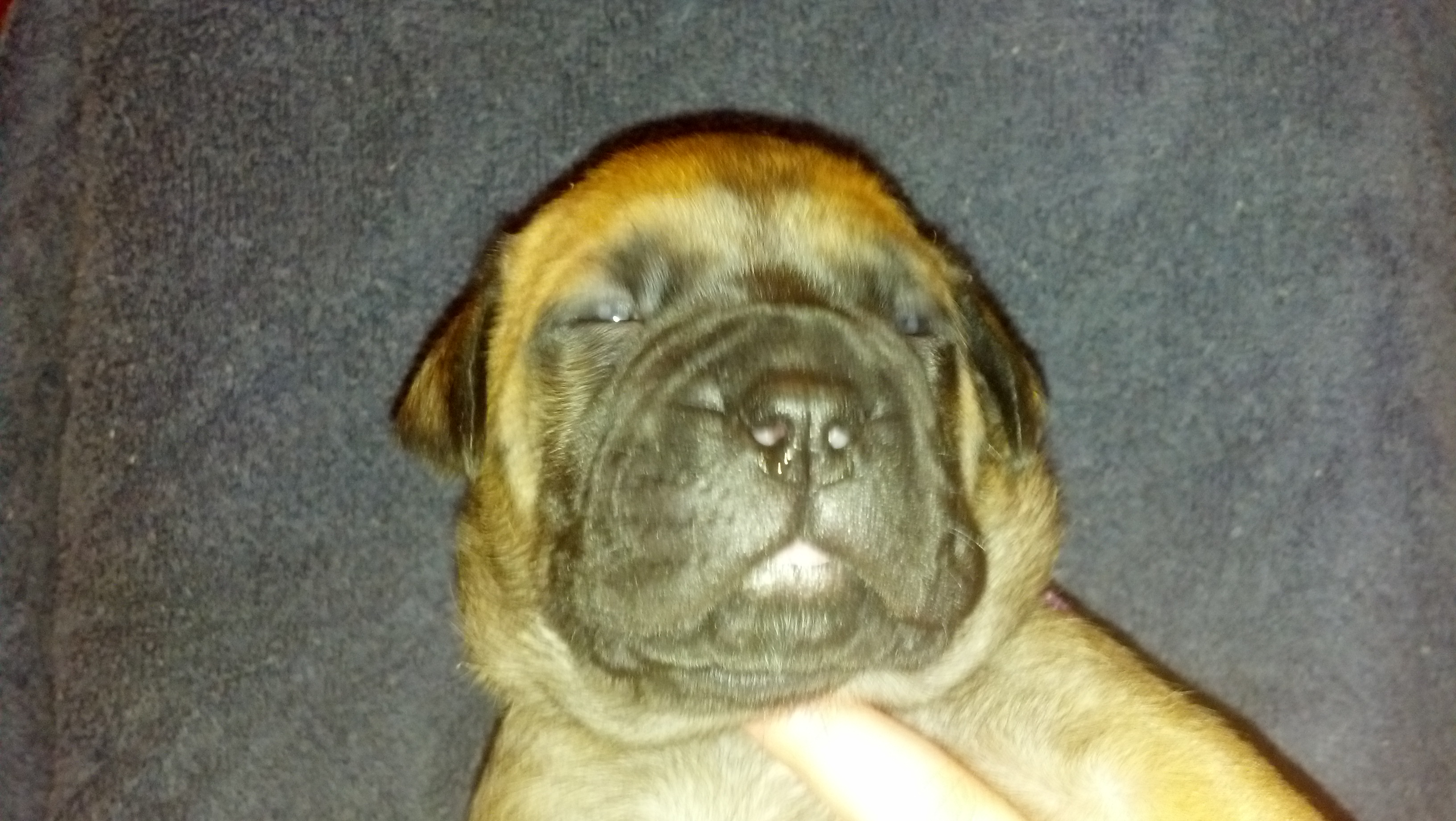 female bullmastiff puppies for sale