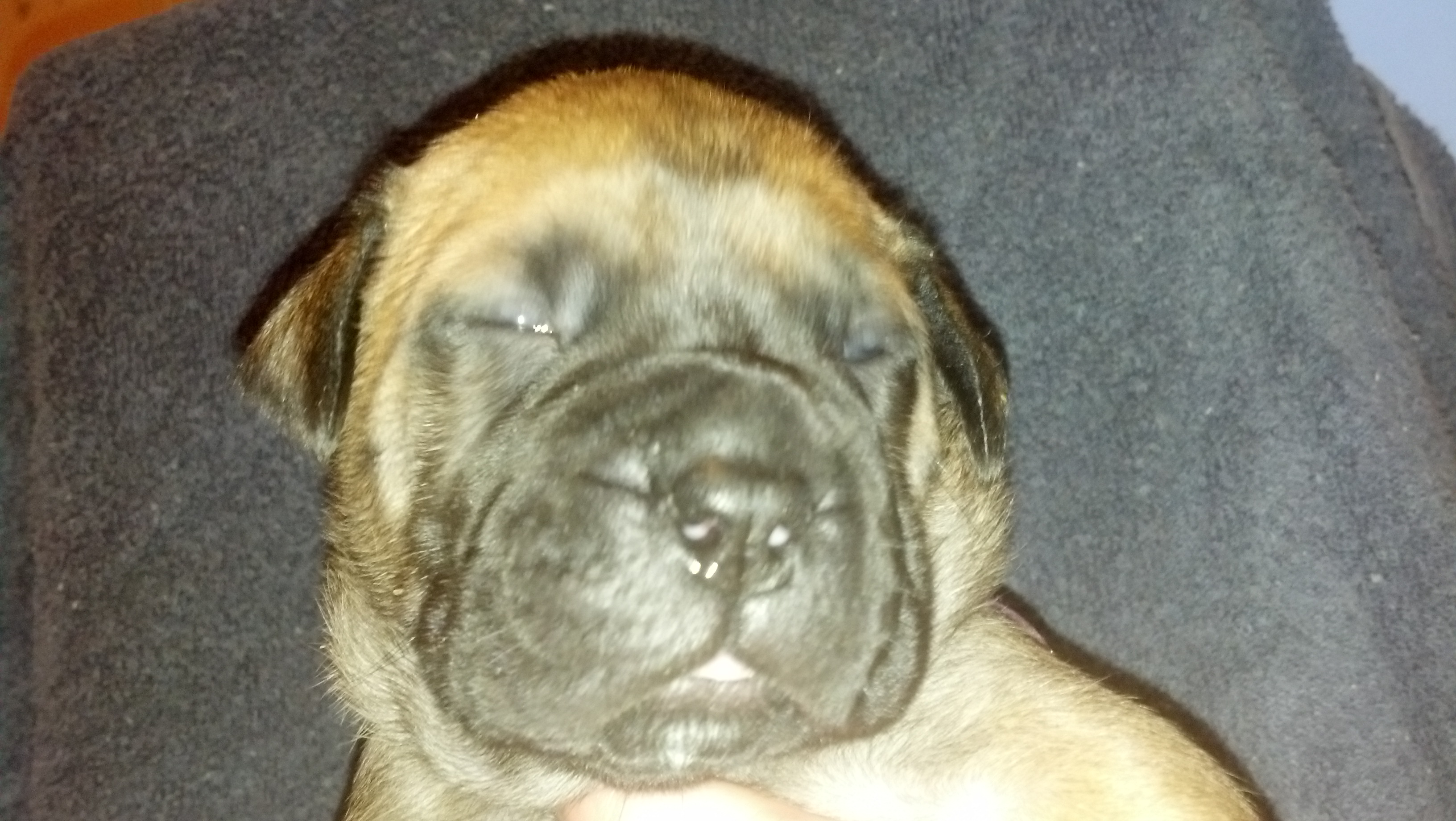 female bullmastiff puppies for sale