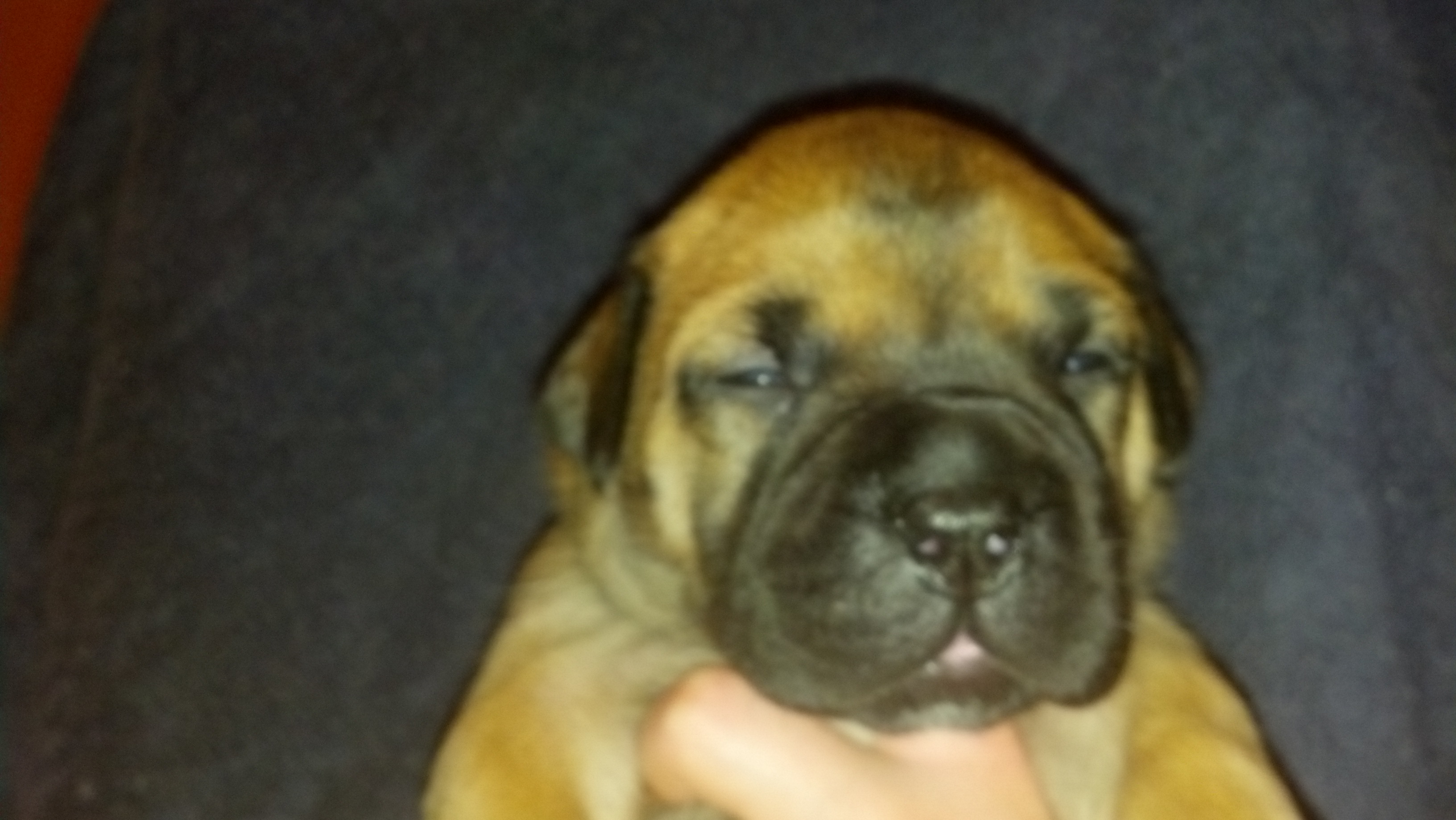 female bullmastiff puppies for sale