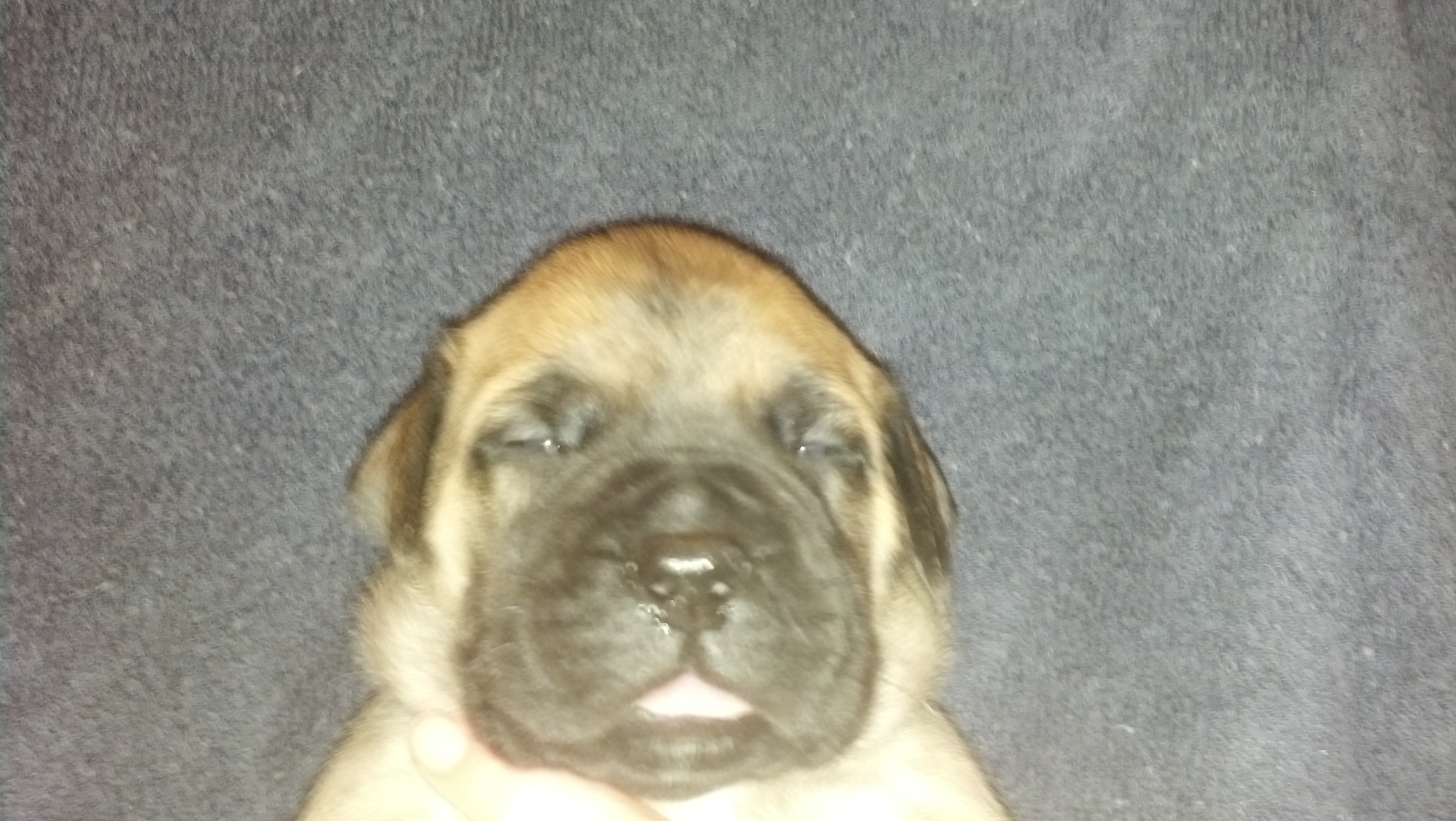 female bullmastiff puppies for sale