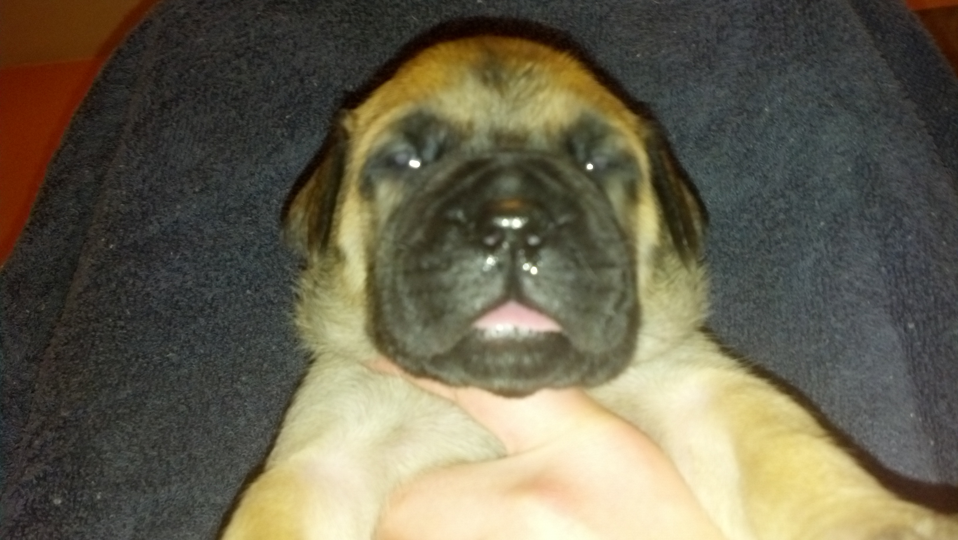 female bullmastiff puppies for sale