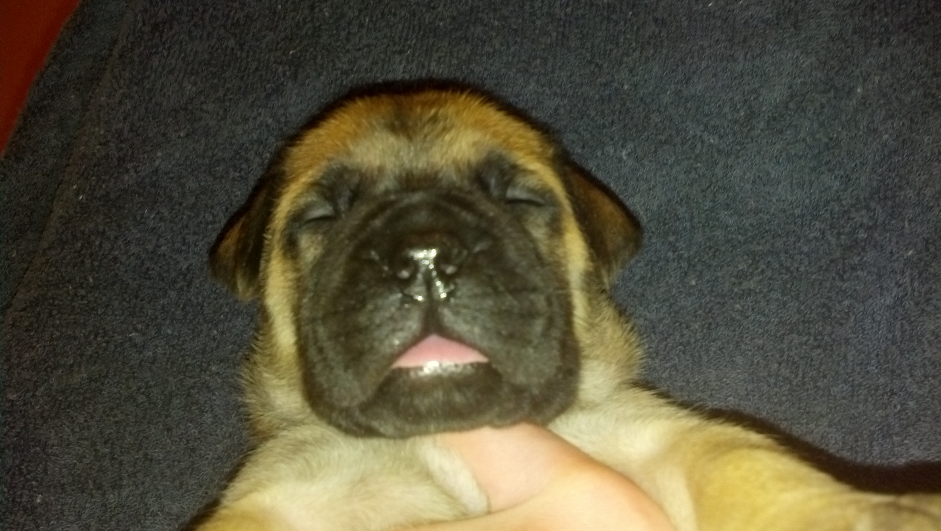 female bullmastiff puppies for sale