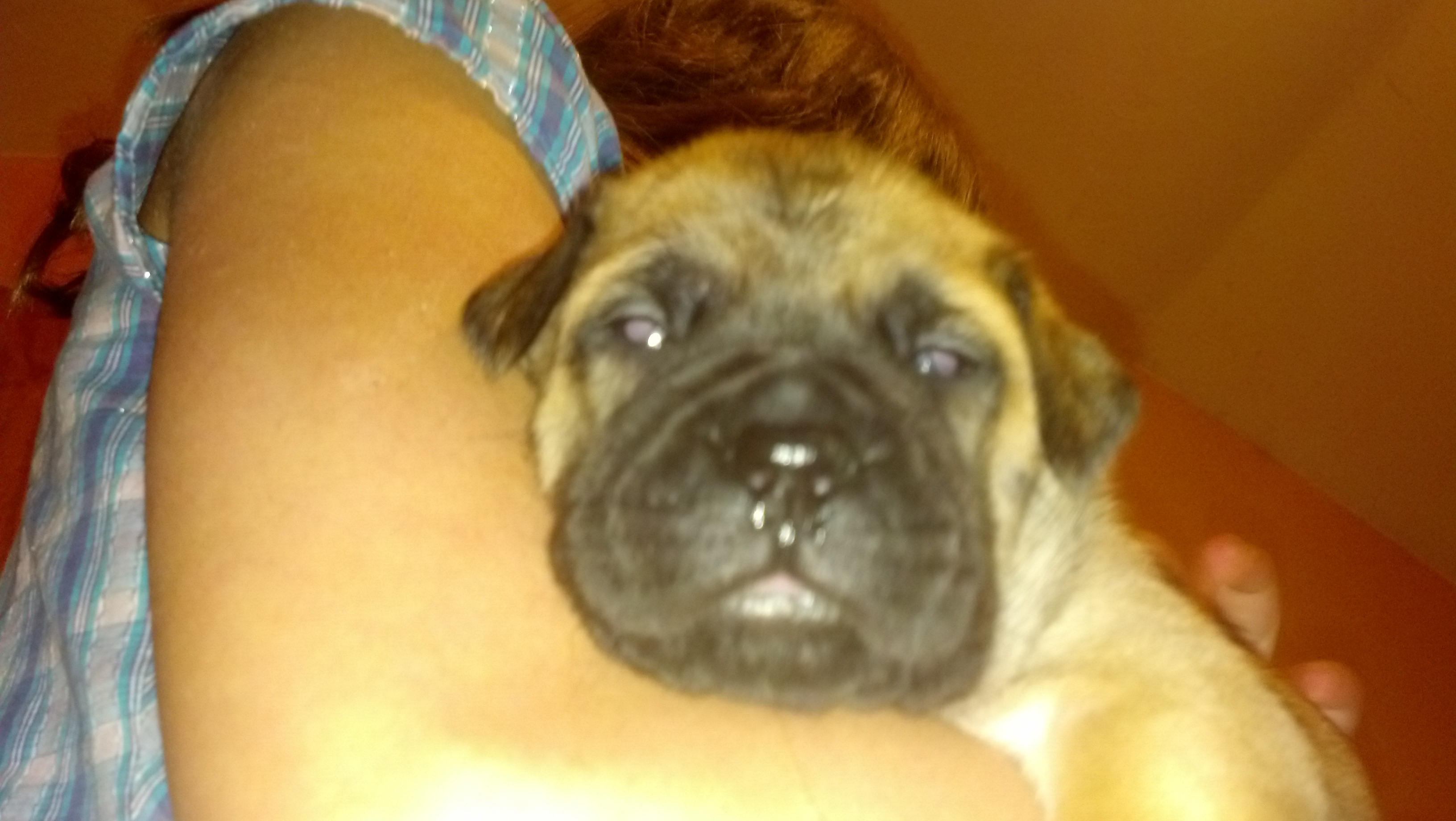 female bullmastiff puppies for sale