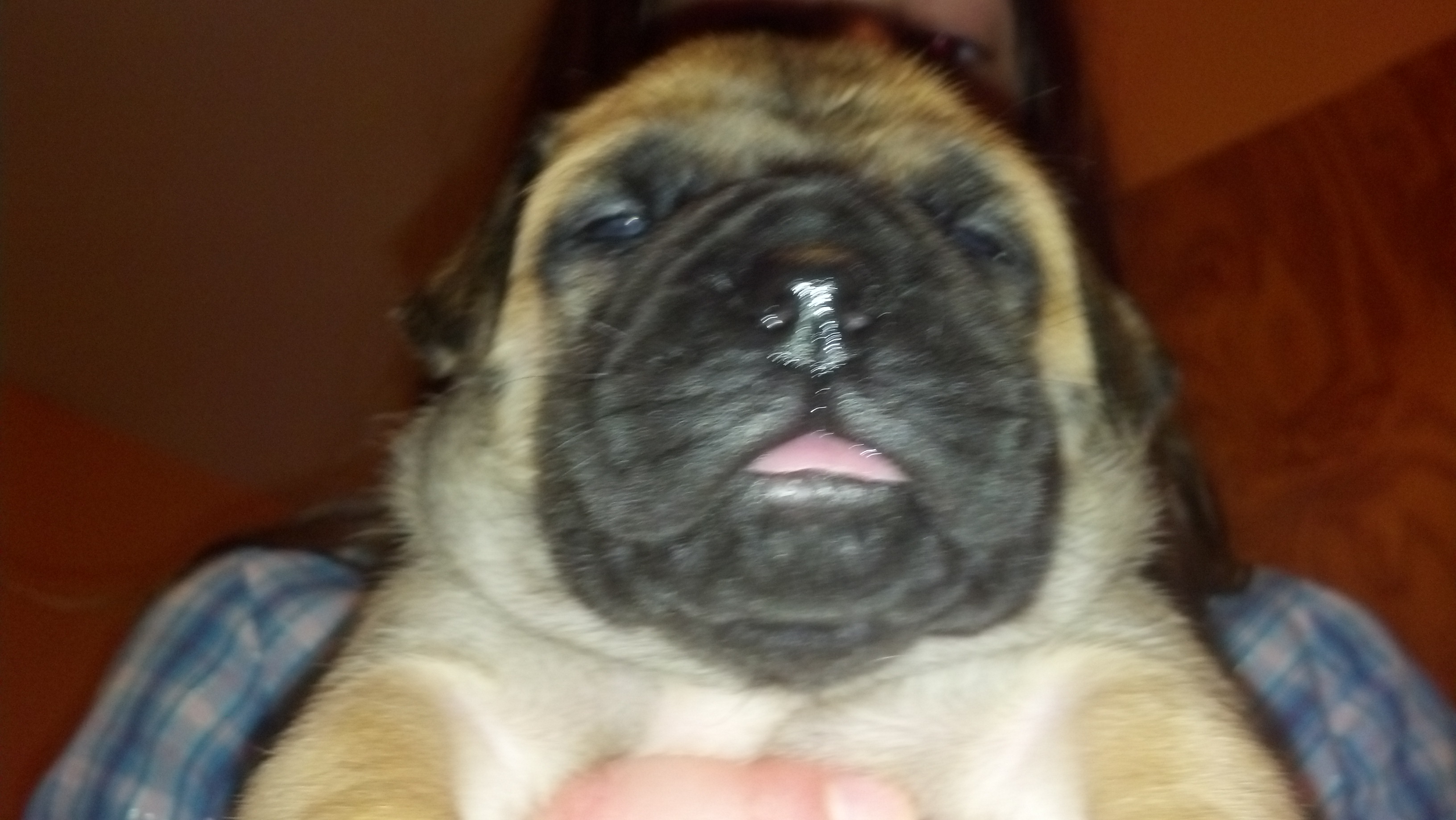 female bullmastiff puppies for sale