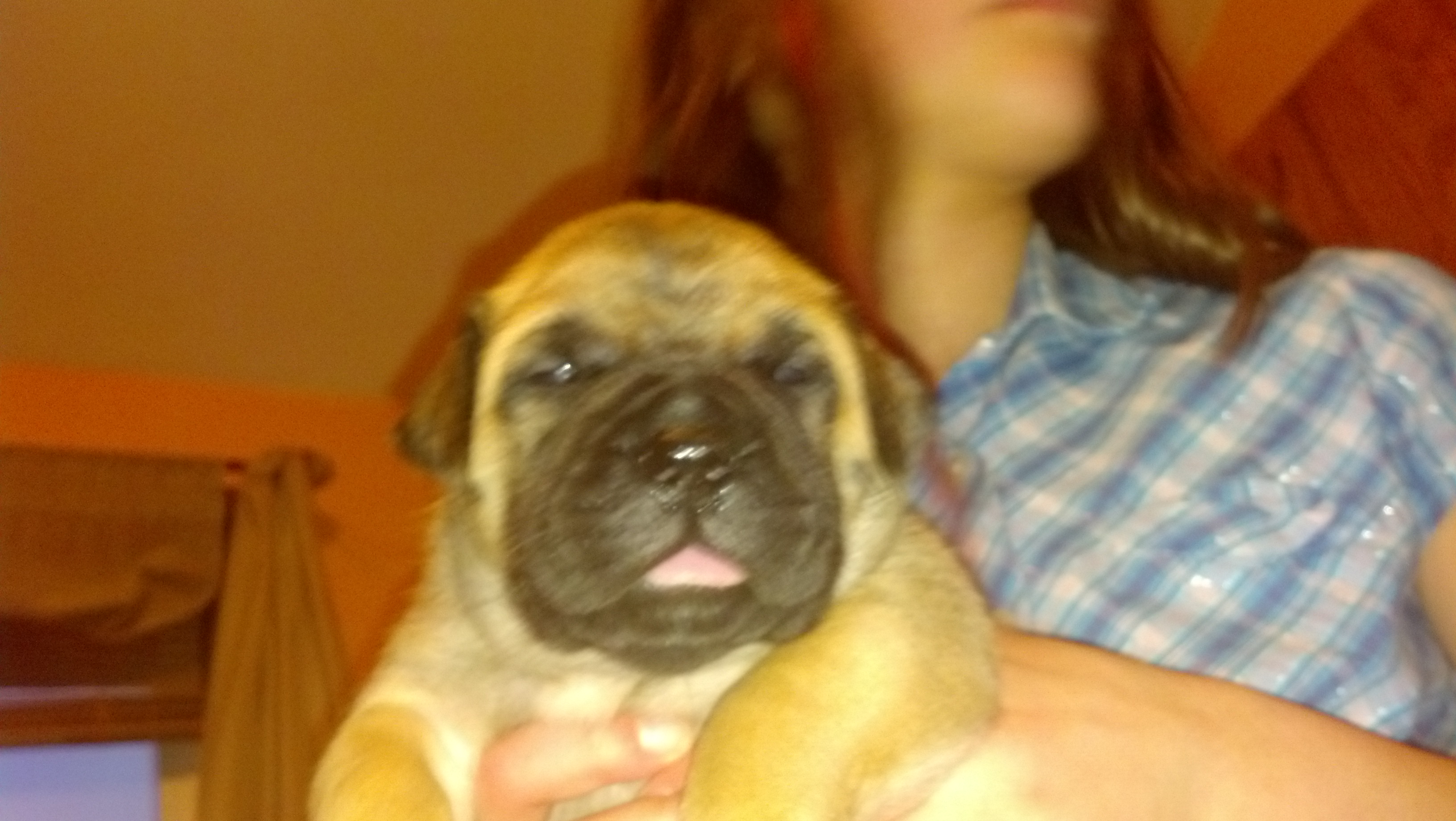 female bullmastiff puppies for sale