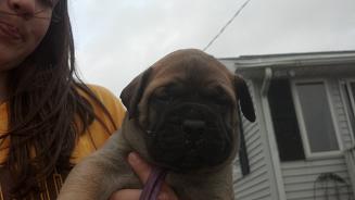 female bullmastiff puppies for sale