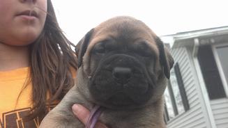 female bullmastiff puppies for sale