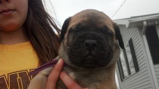 female bullmastiff puppies for sale