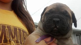 female bullmastiff puppies for sale