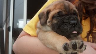 female bullmastiff puppies for sale