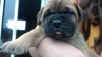female bullmastiff puppies for sale
