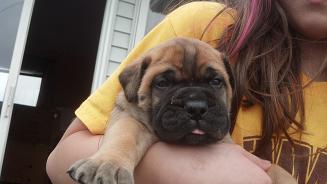 female bullmastiff puppies for sale