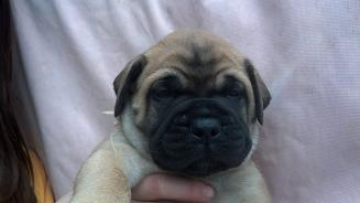 female bullmastiff puppies for sale