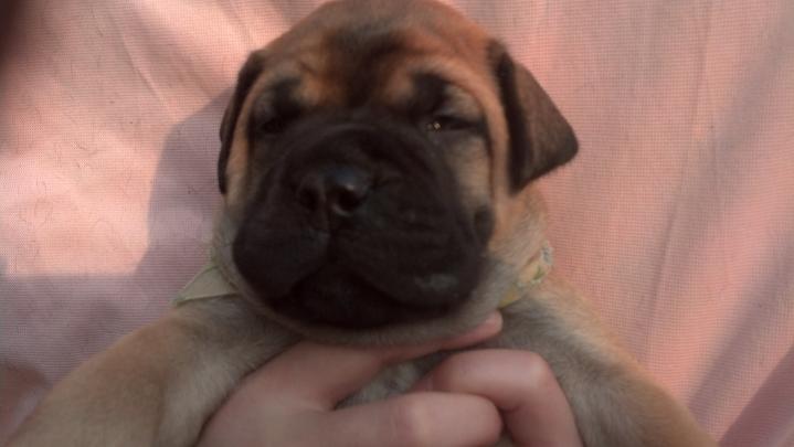 females bullmastiff puppies for sale