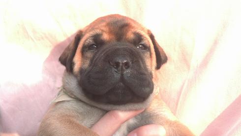 female bullmastiff puppies for sale