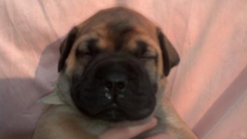 female bullmastiff puppies for sale