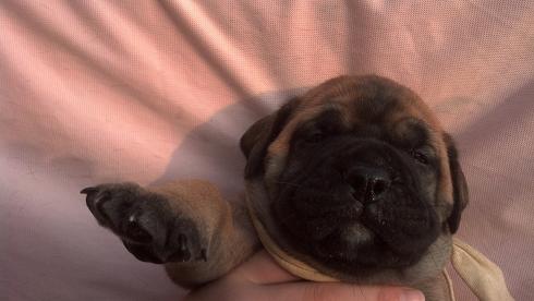 female bullmastiff puppies for sale
