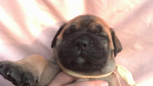 female bullmastiff puppies for sale