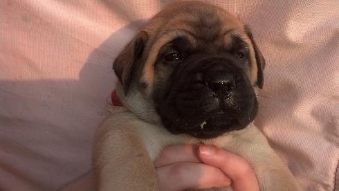 female bullmastiff puppies for sale