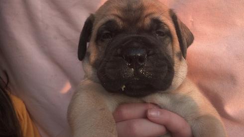 female bullmastiff puppies for sale