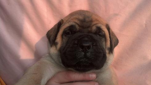female bullmastiff puppies for sale