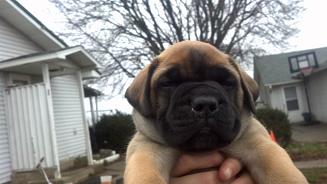 female bullmastiff puppies for sale