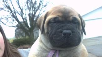 female bullmastiff puppies for sale