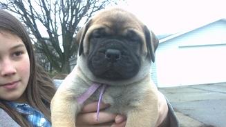 female bullmastiff puppies for sale