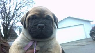 female bullmastiff puppies for sale