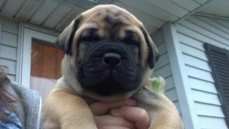female bullmastiff puppies for sale