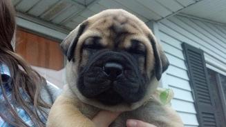 female bullmastiff puppies for sale