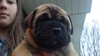 female bullmastiff puppies for sale