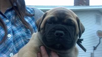 female bullmastiff puppies for sale