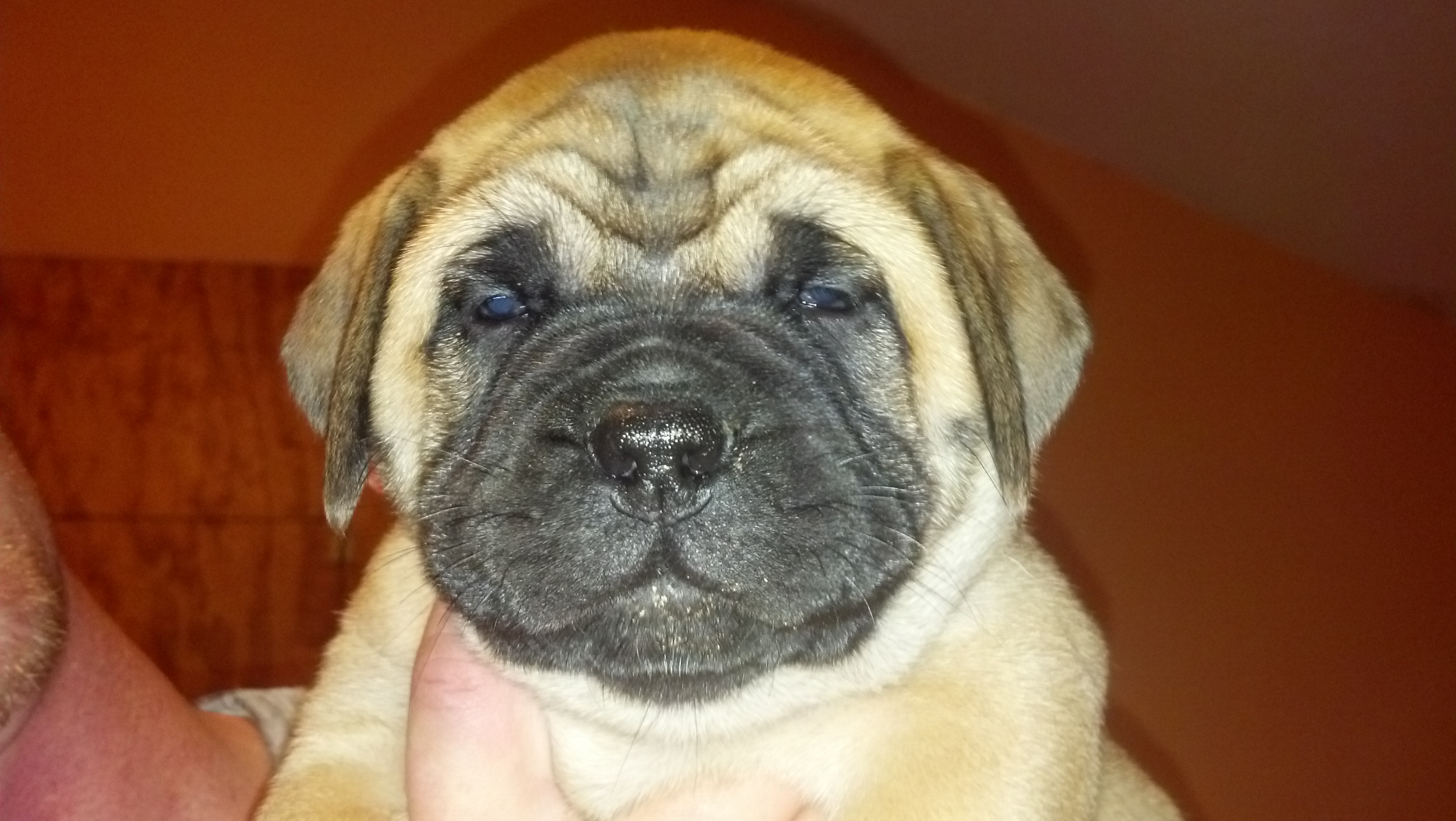 female bullmastiff puppies for sale