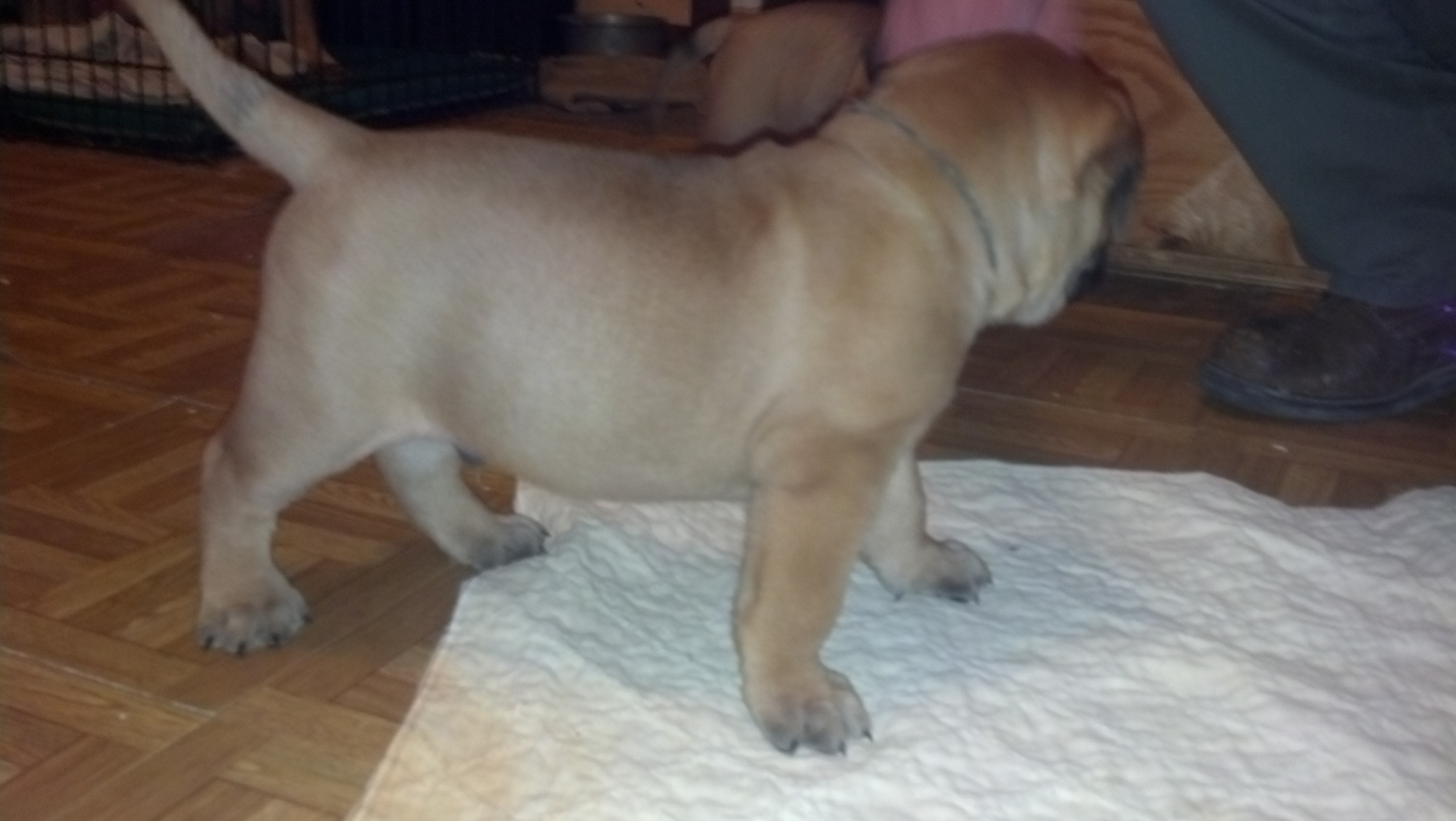 female bullmastiff puppies for sale