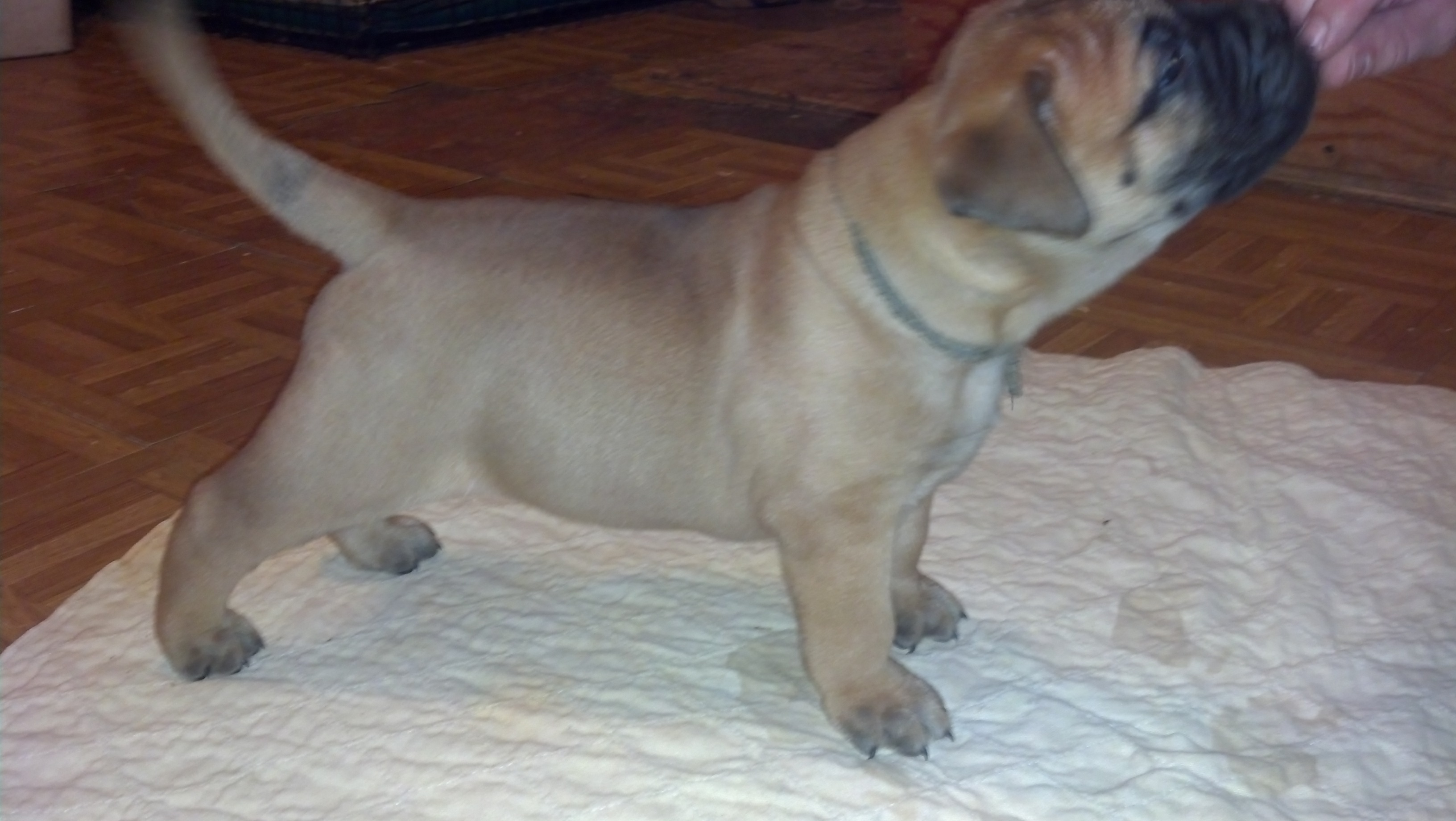 female bullmastiff puppies for sale
