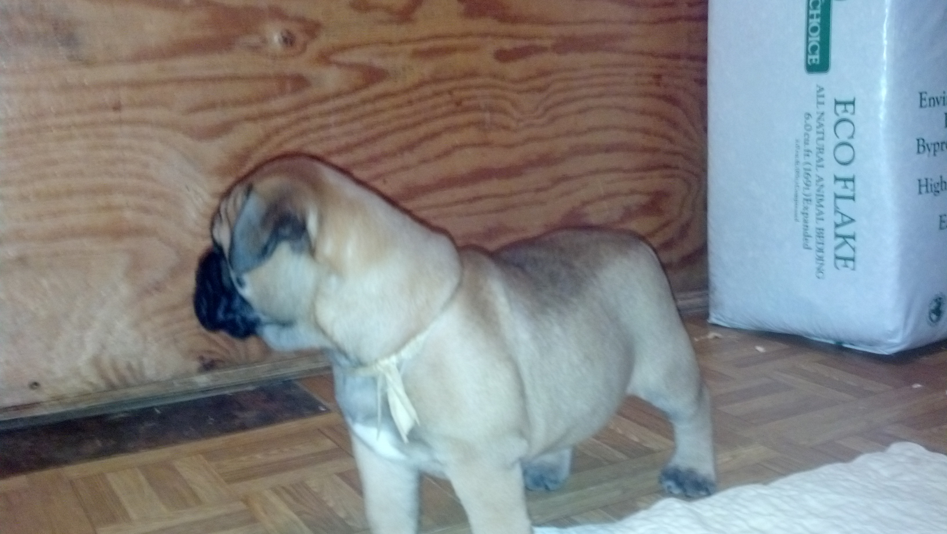 female bullmastiff puppies for sale