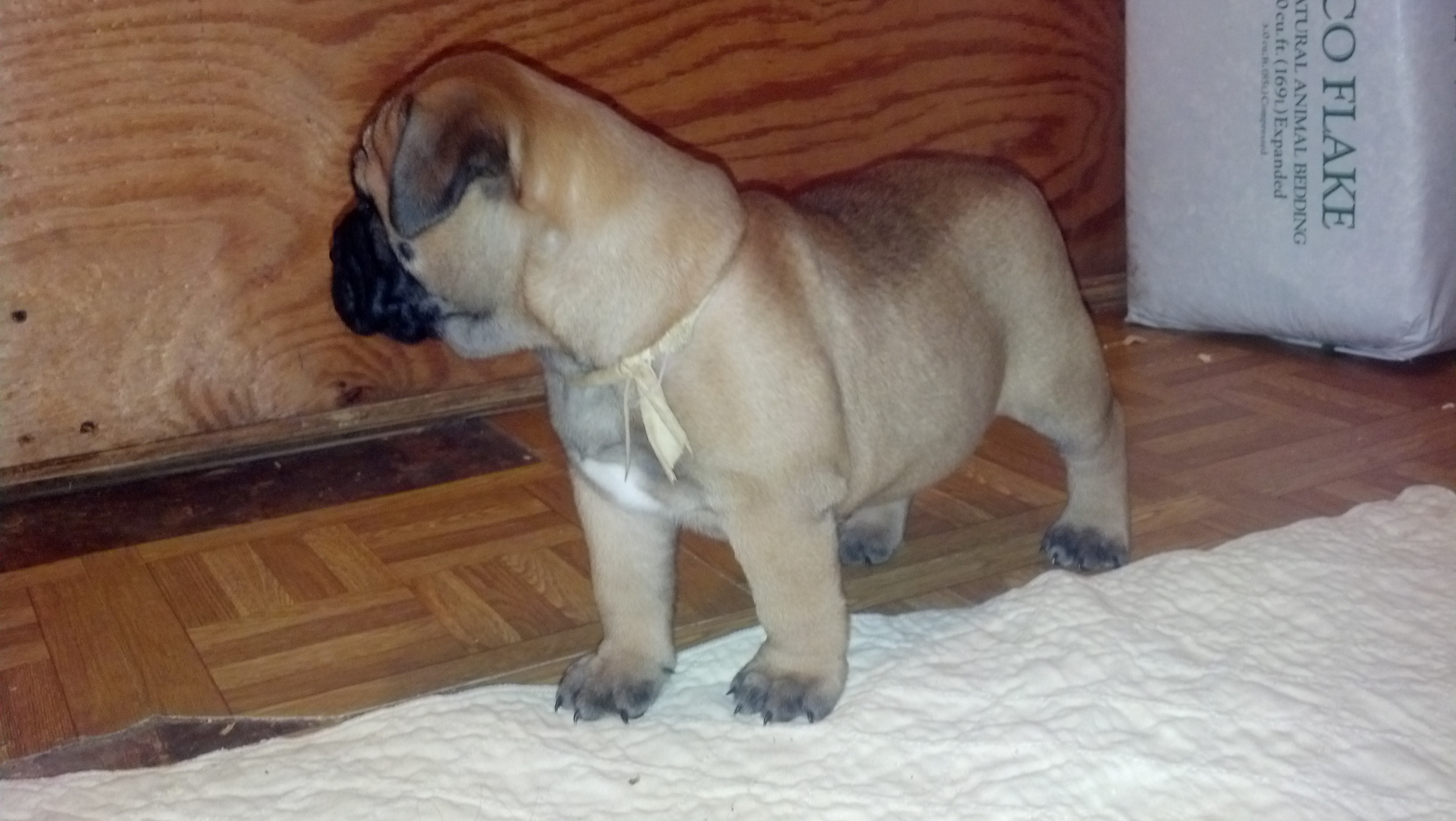 female bullmastiff puppies for sale