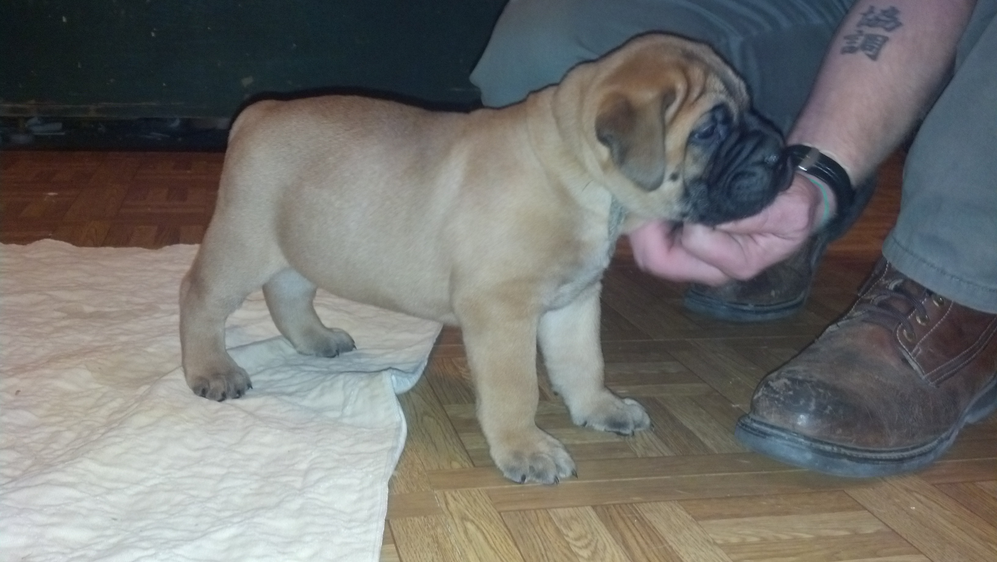 female bullmastiff puppies for sale
