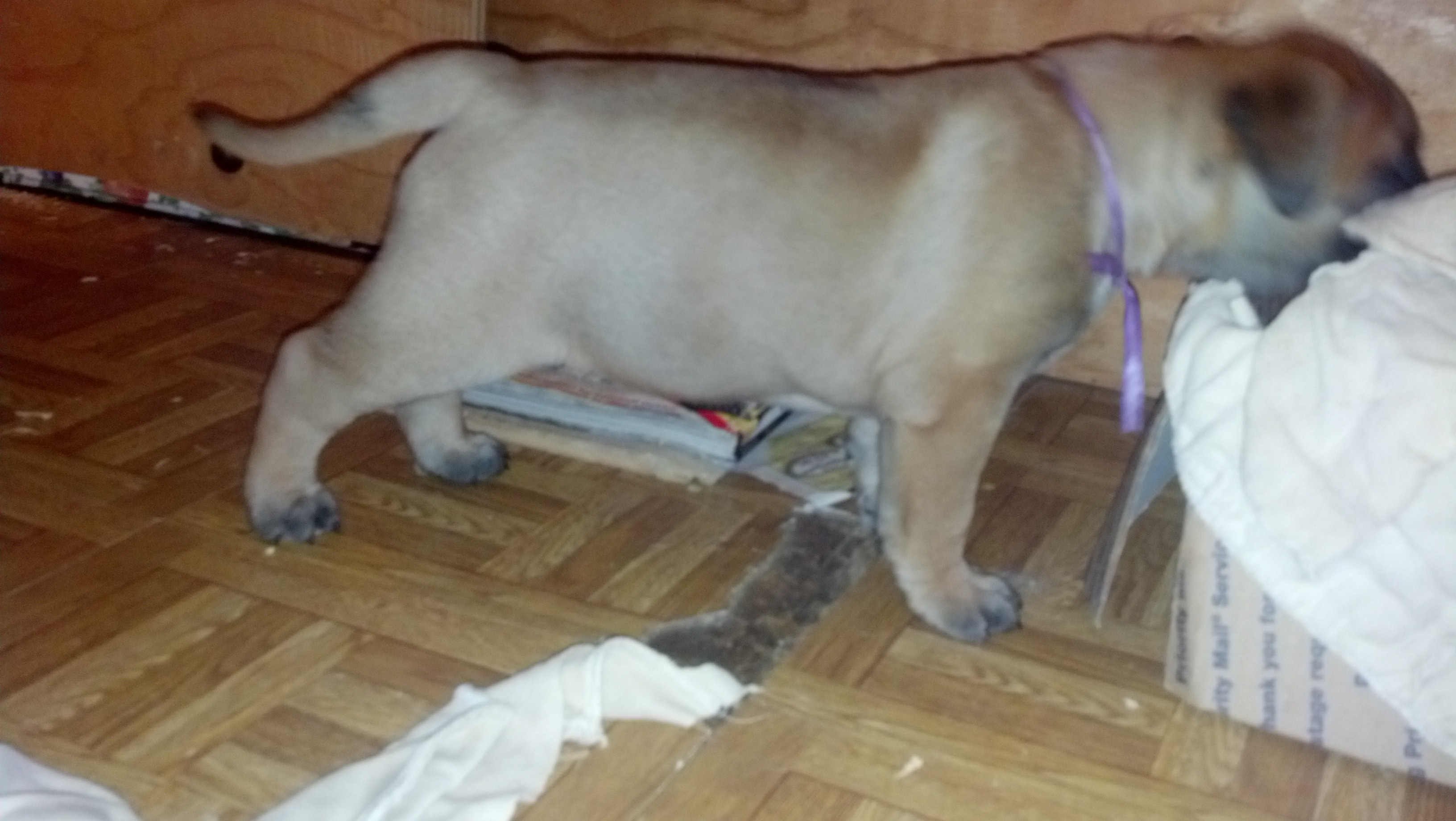 female bullmastiff puppies for sale