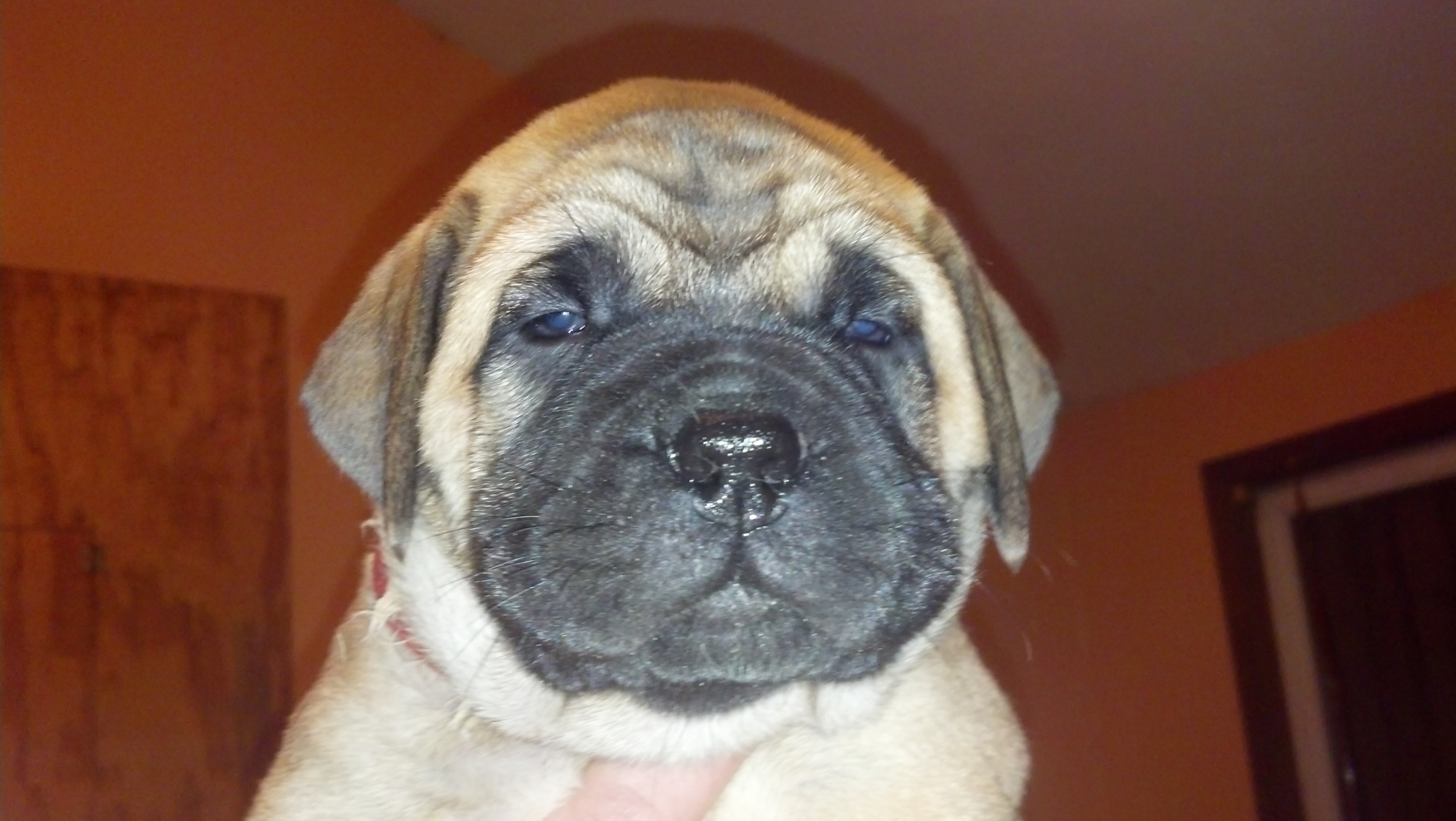 female bullmastiff puppies for sale