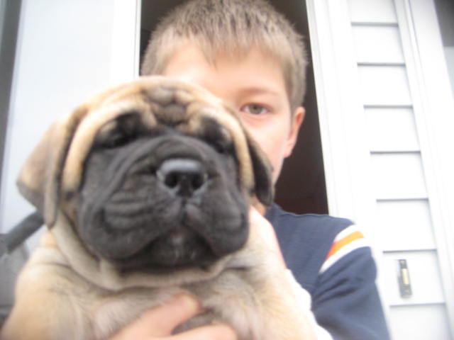 female bullmastiff puppies for sale