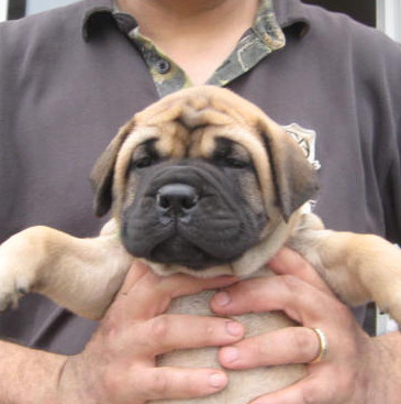 female bullmastiff puppies for sale