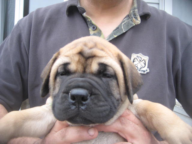 female bullmastiff puppies for sale
