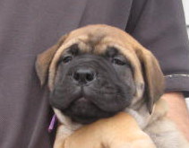 female bullmastiff puppies for sale
