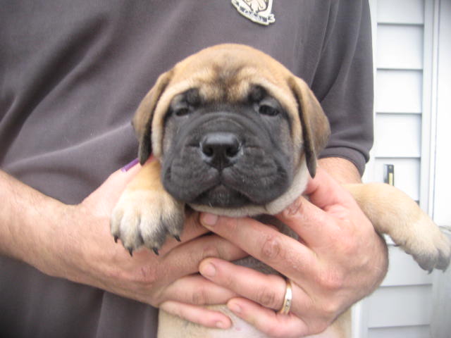female bullmastiff puppies for sale