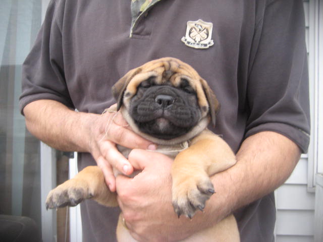 female bullmastiff puppies for sale