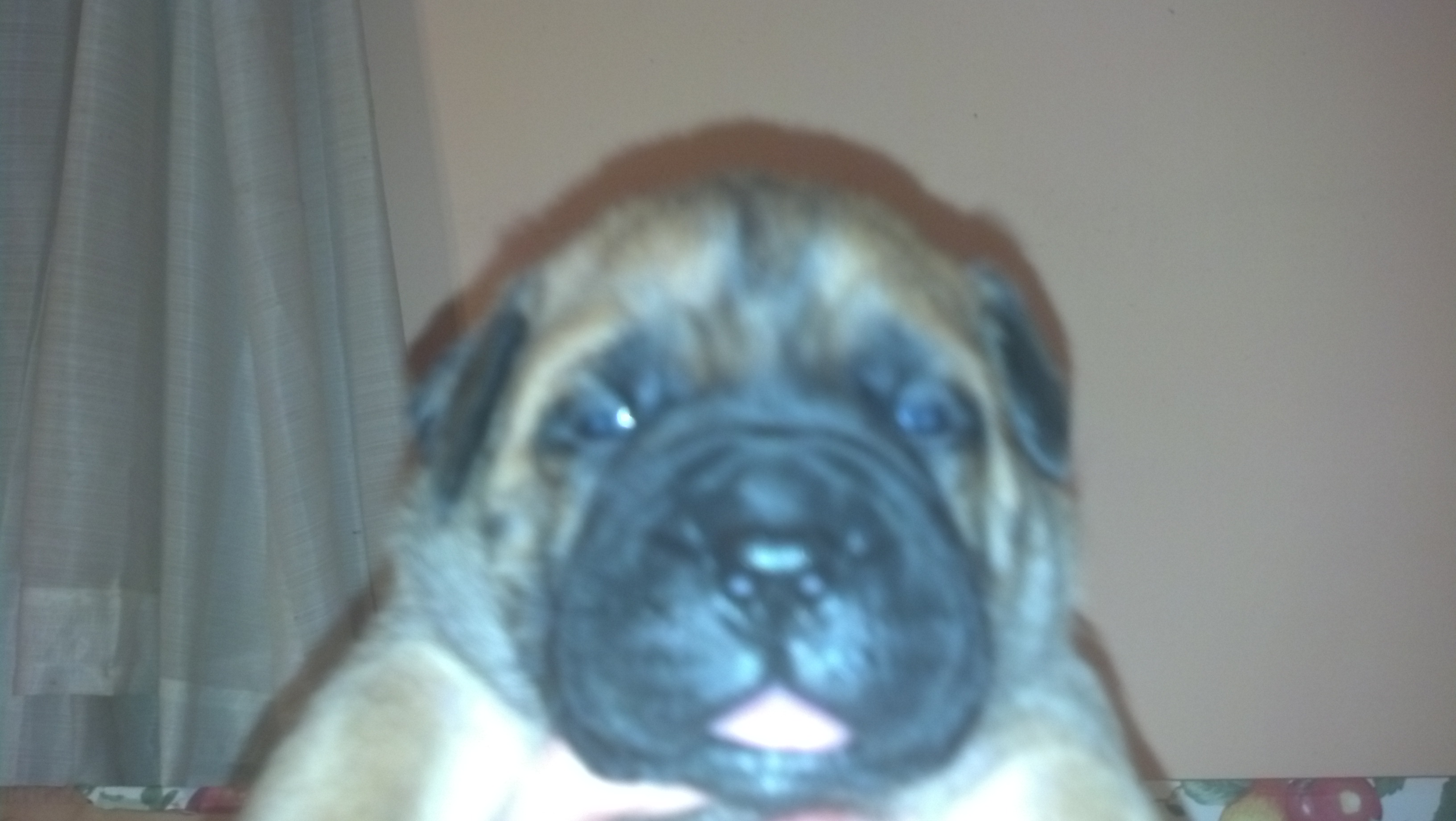 MALE BULLMASTIFF PUPPIES FOR SALE